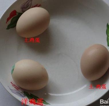 土雞蛋與普通雞蛋有什么區別 土雞蛋與普通雞蛋營養價值對比分析