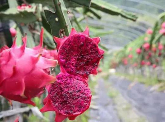 1655335075770073.jpg 2.jpg