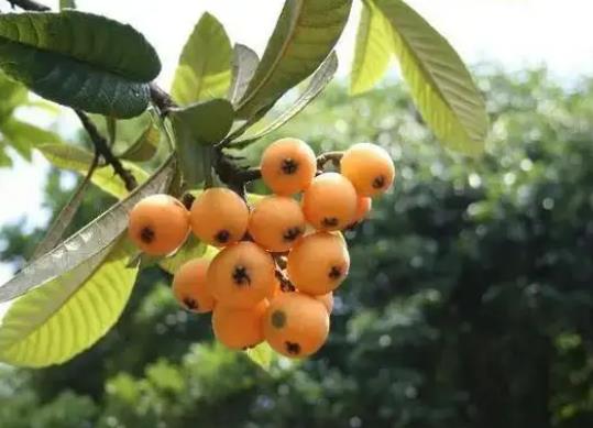 1655335103513372.jpg 8、枇杷.jpg