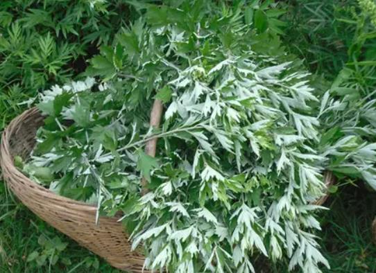 艾草泡腳是干的好還是濕的好?艾草洗眼睛對眼睛有害嗎 艾草泡腳是干的好還是濕的好?艾草洗眼睛對眼睛有害嗎