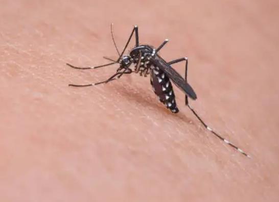 有蚊子一直在耳邊叫怎么辦?研究稱(chēng)蚊子睡眠不足不愿咬人是真的假的 有蚊子一直在耳邊叫怎么辦?研究稱(chēng)蚊子睡眠不足不愿咬人是真的假的