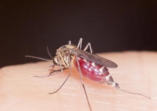 ������ҧ�˲�ʲôֹ�W��������ҧ�˕���������