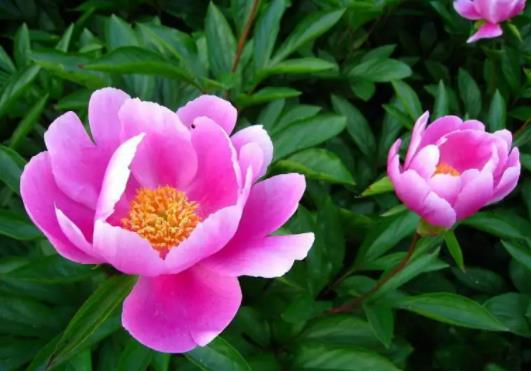 芍藥花為什么叫將離?芍藥只長葉子不開花的原因 芍藥花為什么叫將離?芍藥只長葉子不開花的原因