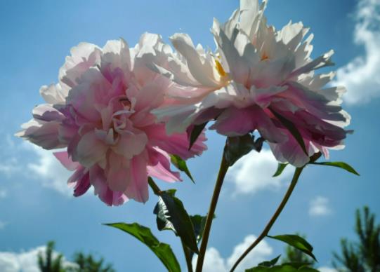 芍藥花為什么叫將離?芍藥只長葉子不開花的原因 芍藥花為什么叫將離?芍藥只長葉子不開花的原因