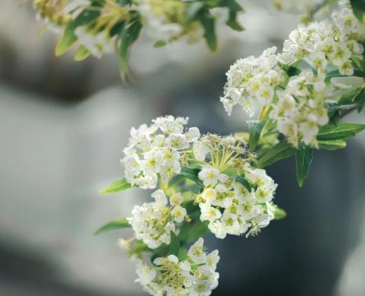 �����m�Ϸ�С���򻨆᣿С������ô�ѻ�