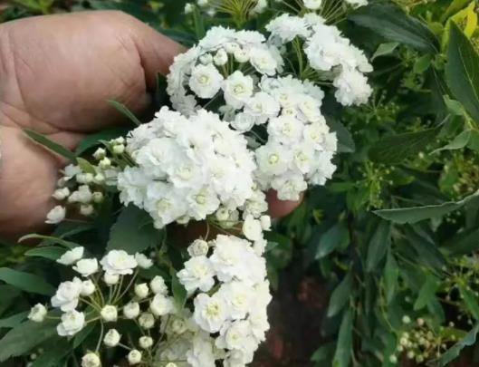 С�����(hu��)����(hu��)�����_����С�����x��߀��(hu��)�_��