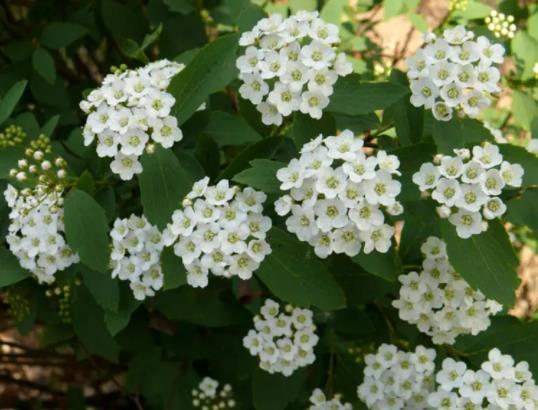 С�����ж��᣿С������һ���Ƕ��