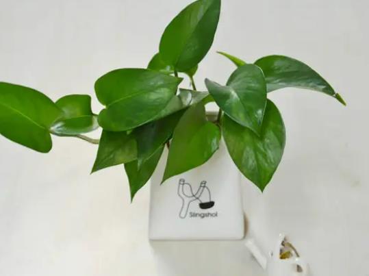 ���ԾG�}ʲô�r���޼����G�}��ʲôˮ�L�ÿ�