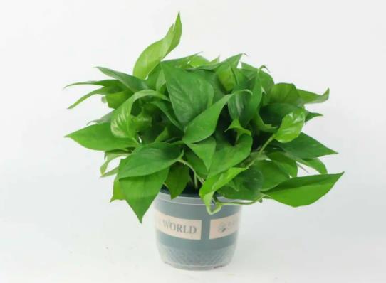 ˮ��G�}���ԁ�ˮ߀�ǵVȪˮ���Լ��B(y��ng)�G�}��ô�B(y��ng)�ÿ�