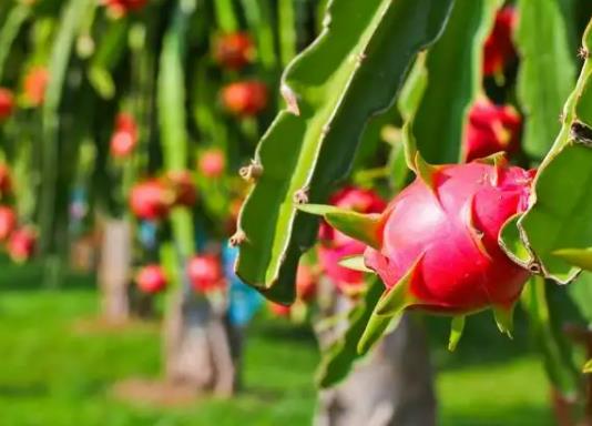 火龍果可以加熱吃嗎?火龍果外皮長白毛里面沒爛還能吃嗎 火龍果可以加熱吃嗎?火龍果外皮長白毛里面沒爛還能吃嗎