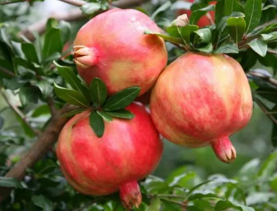 ���|�·�����ʯ��֭��ôȥ����ʯ��֭�ܾ�����ôϴ���ѽ�׃����