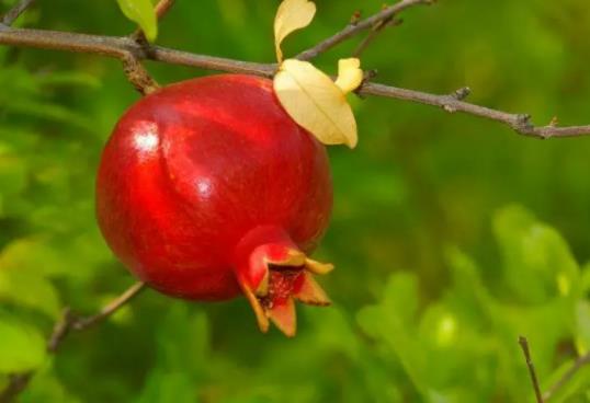 ʯ��֭׃����ɫ����������߀��׃�|(zh��)��ʯ��֭��ϴ׃�{(l��n)ɫ����ô̎��