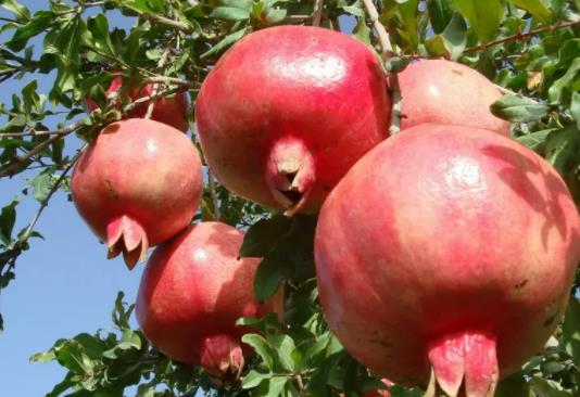 ʯ��֭׃����ɫ����������߀��׃�|(zh��)��ʯ��֭��ϴ׃�{(l��n)ɫ����ô̎��