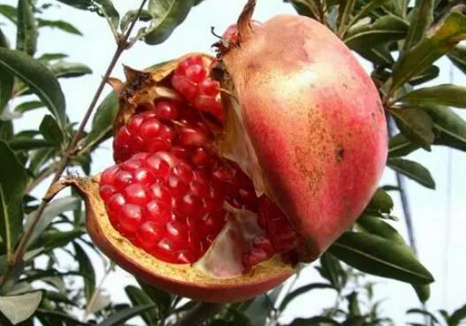 石榴汁變藍了可以用維C清洗嗎?石榴汁變紫怎么洗掉 石榴汁變藍了可以用維C清洗嗎?石榴汁變紫怎么洗掉