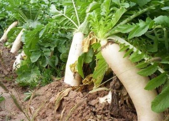 ���}�������}���Ă�(g��)�p��Ч���ã��}����ô��ֹ�Ȼ�̵