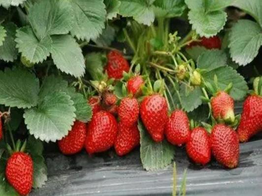 ��ݮ��������߀�ܳԆ᣿��ݮ���ڿ��{������Ć�