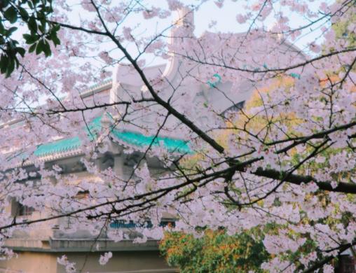 武大櫻花開多久結束?武大櫻花在幾月份開放 武大櫻花開多久結束?武大櫻花在幾月份開放