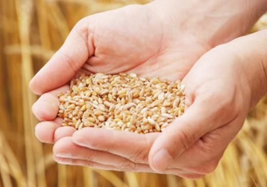 2023糧食補貼是一次性到賬嗎?糧食補貼發放到社保卡還是一卡通 2023糧食補貼是一次性到賬嗎?糧食補貼發放到社保卡還是一卡通