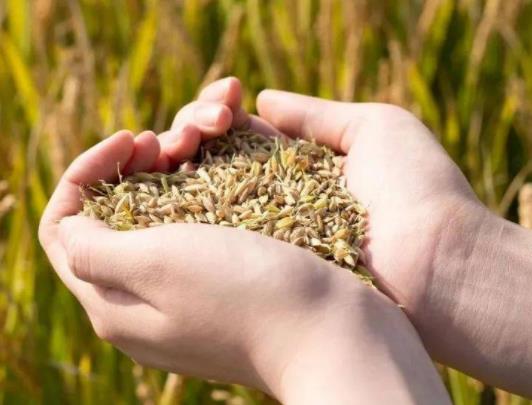 ����Zʳ�a�Nɶ�r�������Zʳ�a�N���Դ�����籣�����