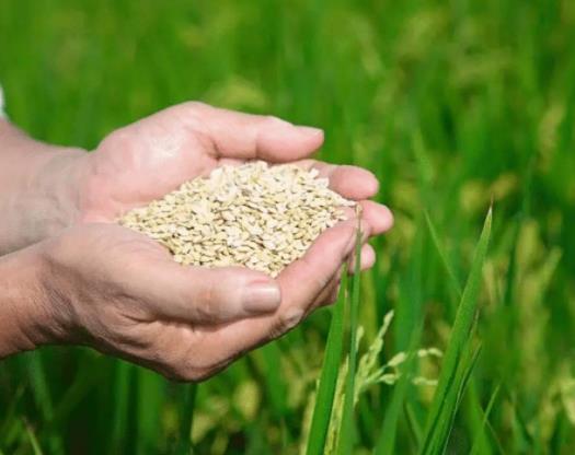 2023��Zʳ�a(b��)�N�֎״ΰl(f��)�ţ��Zʳ�a(b��)�N���~��ô��ԃ