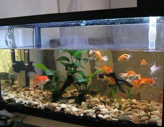 魚缸不養(yǎng)水可以直接放魚嗎?養(yǎng)魚真的可以改善風(fēng)水嗎 魚缸不養(yǎng)水可以直接放魚嗎?養(yǎng)魚真的可以改善風(fēng)水嗎