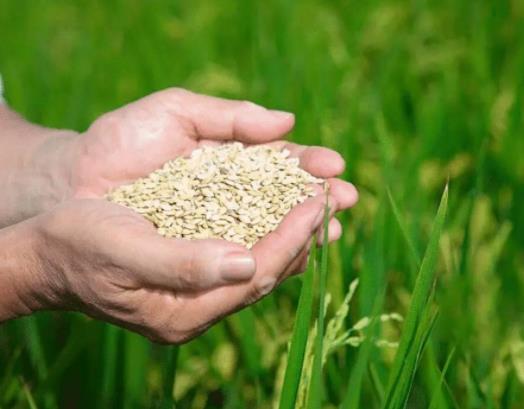 �а�����������мZʳ�a(b��)�N�᣿�Zʳ�a(b��)�Nȫ��(gu��)���ض����I(l��ng)��