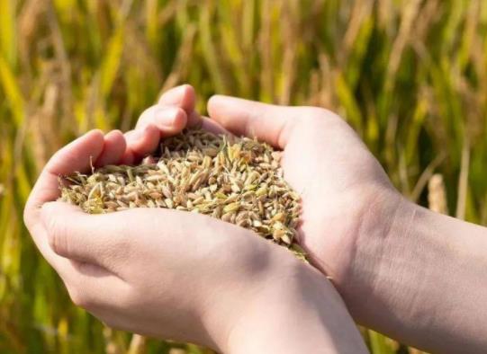 �Zʳ�a�N����ô��ģ��Zʳ�a�N�ǽo�а���߀�Ǹ��N��