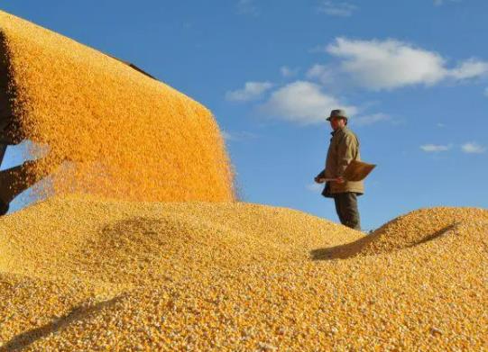 社保卡不激活糧食補(bǔ)貼能打進(jìn)去嗎?2023糧食補(bǔ)貼是一次性到賬嗎 社保卡不激活糧食補(bǔ)貼能打進(jìn)去嗎?2023糧食補(bǔ)貼是一次性到賬嗎