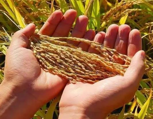 糧食補貼可以打到外地社保卡里嗎?今年糧食補貼啥時候下來 糧食補貼可以打到外地社保卡里嗎?今年糧食補貼啥時候下來