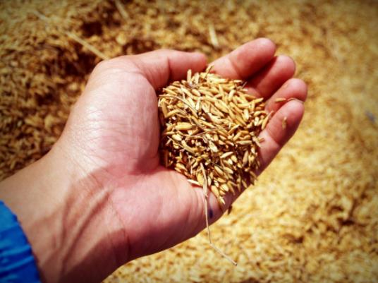 糧食補貼可以打到外地社保卡里嗎?今年糧食補貼啥時候下來 糧食補貼可以打到外地社保卡里嗎?今年糧食補貼啥時候下來