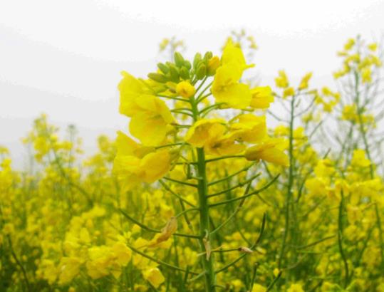 2023婺源油菜花什么時候開放?2023清明去婺源還有油菜花嗎 2023婺源油菜花什么時候開放?2023清明去婺源還有油菜花嗎