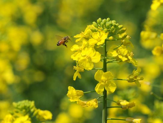 ��Դ�Ͳ˻�������ʲô�r��ȥ��Դ���Ͳ˻���ô����