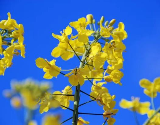 婺源油菜花花期是什么時候?去婺源看油菜花怎么看好 婺源油菜花花期是什么時候?去婺源看油菜花怎么看好