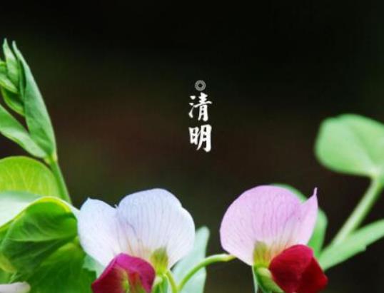 2023清明節上墳買塑料花行嗎?2023清明節上墳買鮮花還是買假花好 2023清明節上墳買塑料花行嗎?2023清明節上墳買鮮花還是買假花好