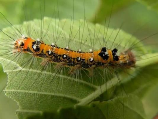 松毛蟲為什么是害蟲?松毛蟲的毒性有多大 松毛蟲為什么是害蟲?松毛蟲的毒性有多大