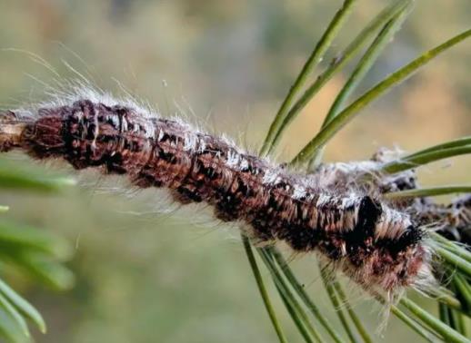 松毛蟲為什么是害蟲?松毛蟲的毒性有多大 松毛蟲為什么是害蟲?松毛蟲的毒性有多大