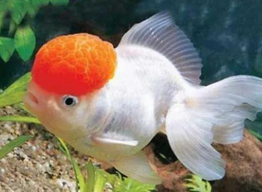 風水魚養什么魚最好?風水魚死了會破財嗎 風水魚養什么魚最好?風水魚死了會破財嗎