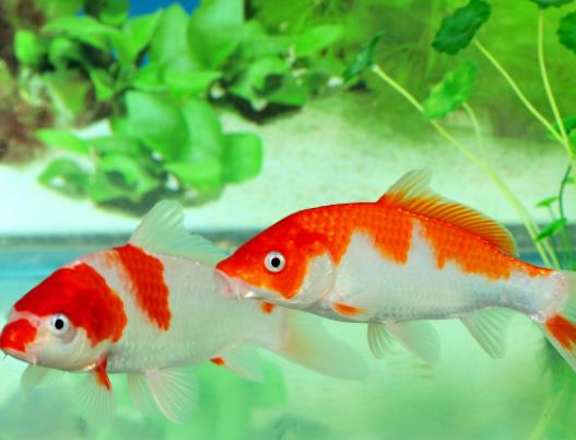 風水魚養幾條好旺財?風水魚死了預示著什么 風水魚養幾條好旺財?風水魚死了預示著什么