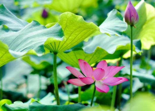 夏天氣溫一般是多少度?今年夏天氣溫與往年比高還是低 夏天氣溫一般是多少度?今年夏天氣溫與往年比高還是低