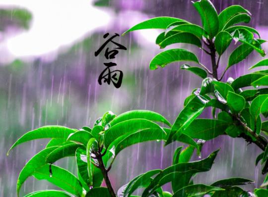 谷雨有什么風俗習慣?谷雨結婚是不是不吉利 谷雨有什么風俗習慣?谷雨結婚是不是不吉利