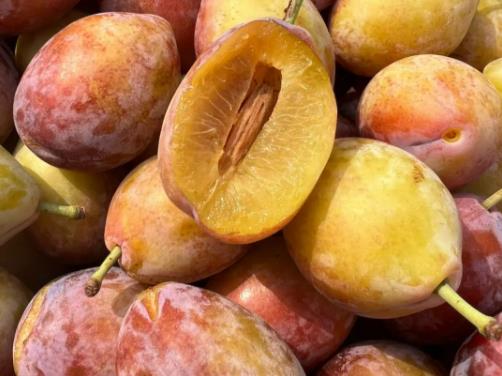 ��÷�ű����߀�ǳ��ر���ã���÷һ�ɾ�ζ߀�ܳԆ�