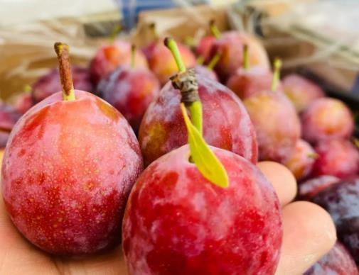 ��÷��Ƥ�İ�˪��ôϴ������÷����İ�˪Ҫϴ���