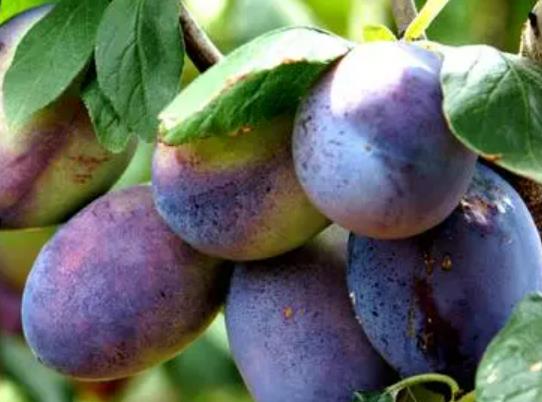 ��÷�ѿ����ǉ��ˆ᣿��÷��Ƥ�İ�˪��ʲô