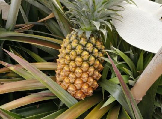 ���}�ײ���֭��߀�ܳԆ᣿���}�^��߀��β����