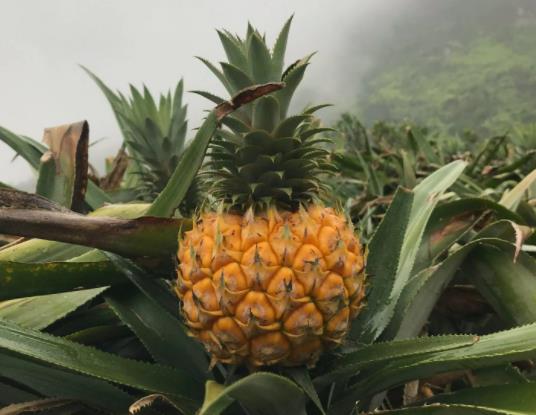 ���}�x�~���L߀�Ƕ̵ģ��SƤ���}�;GƤ���}�ą^�e