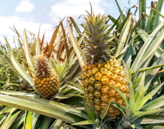 ���}�x�~���L߀�Ƕ̵ģ��SƤ���}�;GƤ���}�ą^�e