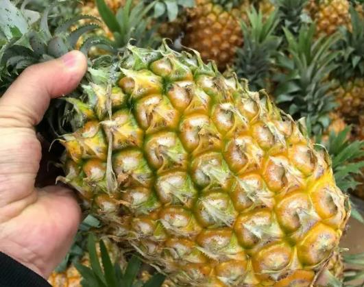 菠蘿怎么挑選甜的?菠蘿用什么水泡減少麻木刺痛 菠蘿怎么挑選甜的?菠蘿用什么水泡減少麻木刺痛