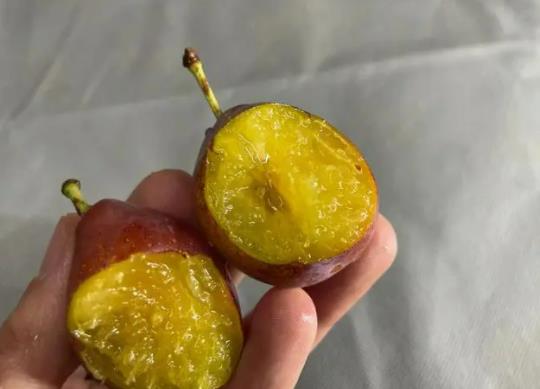 西梅為什么深淺不一樣?西梅深色和淺色的區別 西梅為什么深淺不一樣?西梅深色和淺色的區別