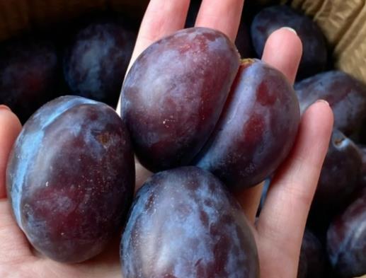 西梅軟了是不是壞了?西梅紫色和紅色的區別 西梅軟了是不是壞了?西梅紫色和紅色的區別