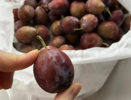 吃西梅的好處是什么?西梅是高糖還是低糖水果 吃西梅的好處是什么?西梅是高糖還是低糖水果